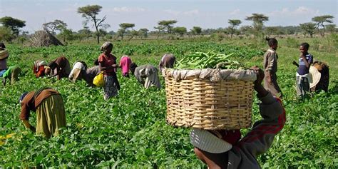 Co-operative Production in Ethiopia A Vivid Portrait of Economic Transformation and Collective Empowerment