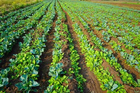 The Living Earth Farm Handbook: A Guide to Sustainable Agriculture and Gardening Practices – Cultivating Harmony Between Humanity and Nature!